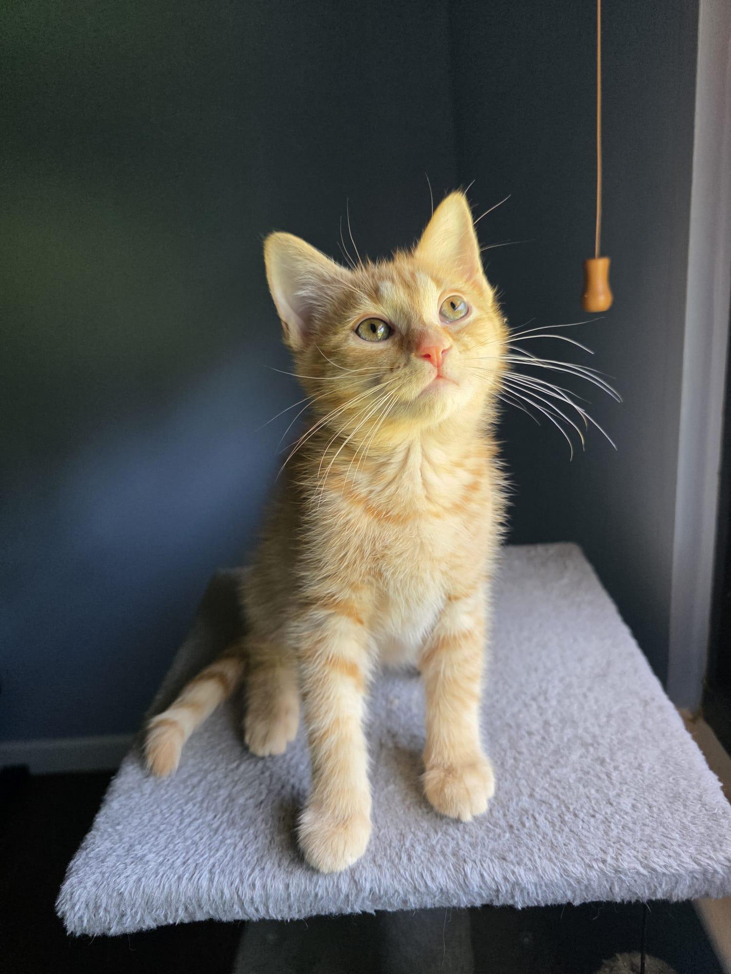 Enlarge Kyo, an adopted American Shorthair in Chattanooga, TN image 5/6