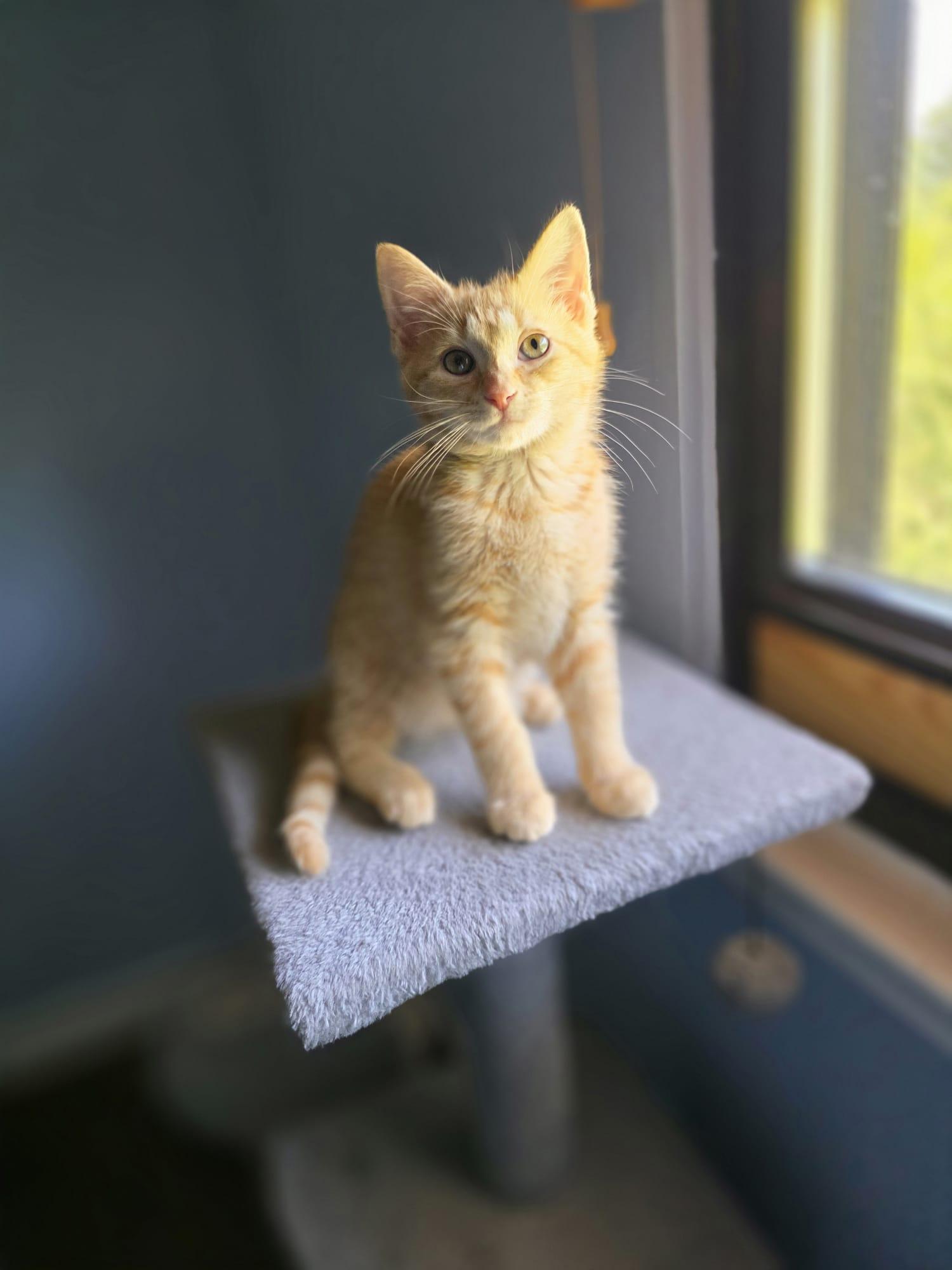 Enlarge Kyo, an adopted American Shorthair in Chattanooga, TN image 4/6