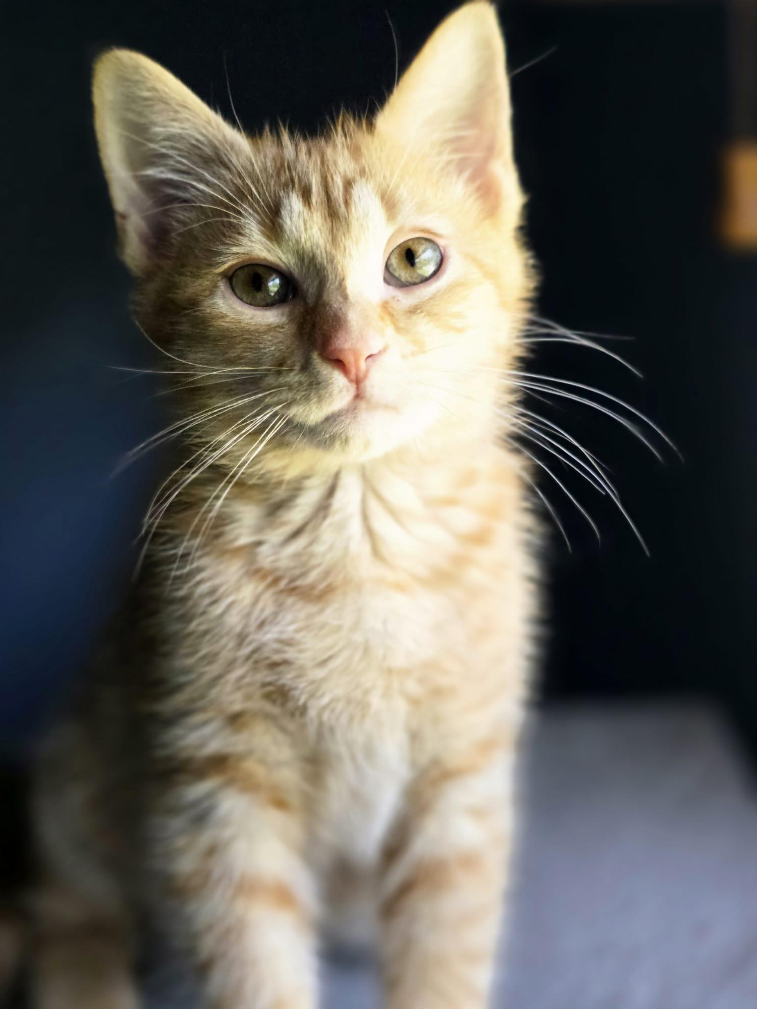 Enlarge Kyo, an adopted American Shorthair in Chattanooga, TN image 2/6
