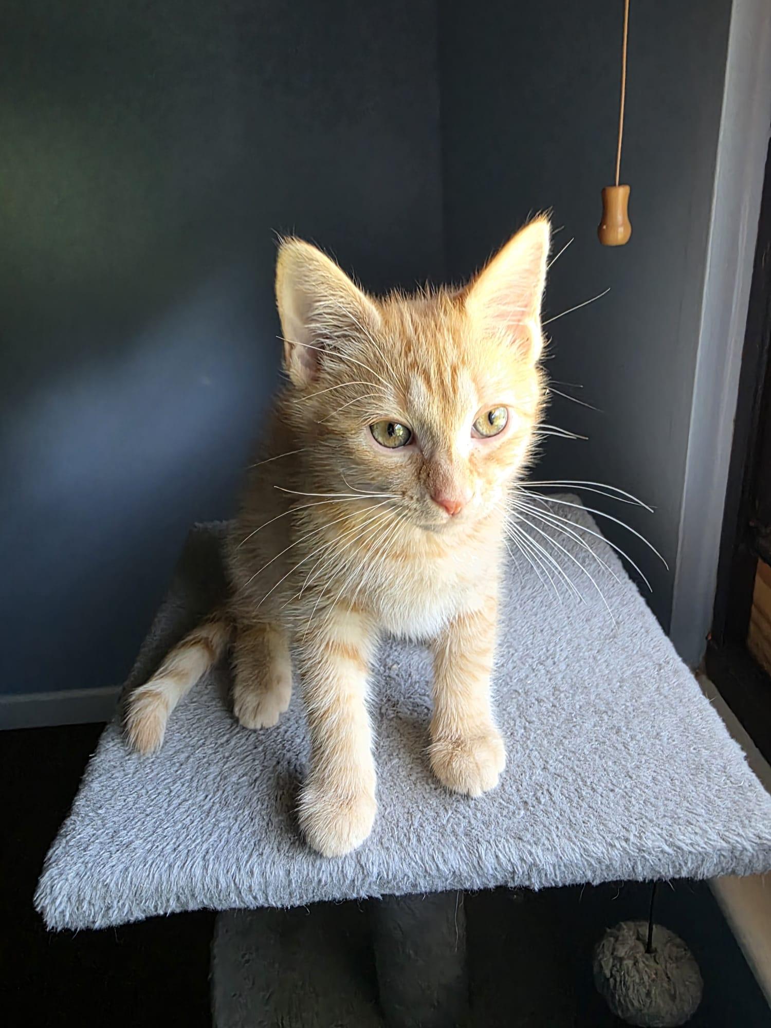Enlarge Kyo, an adopted American Shorthair in Chattanooga, TN image 3/6
