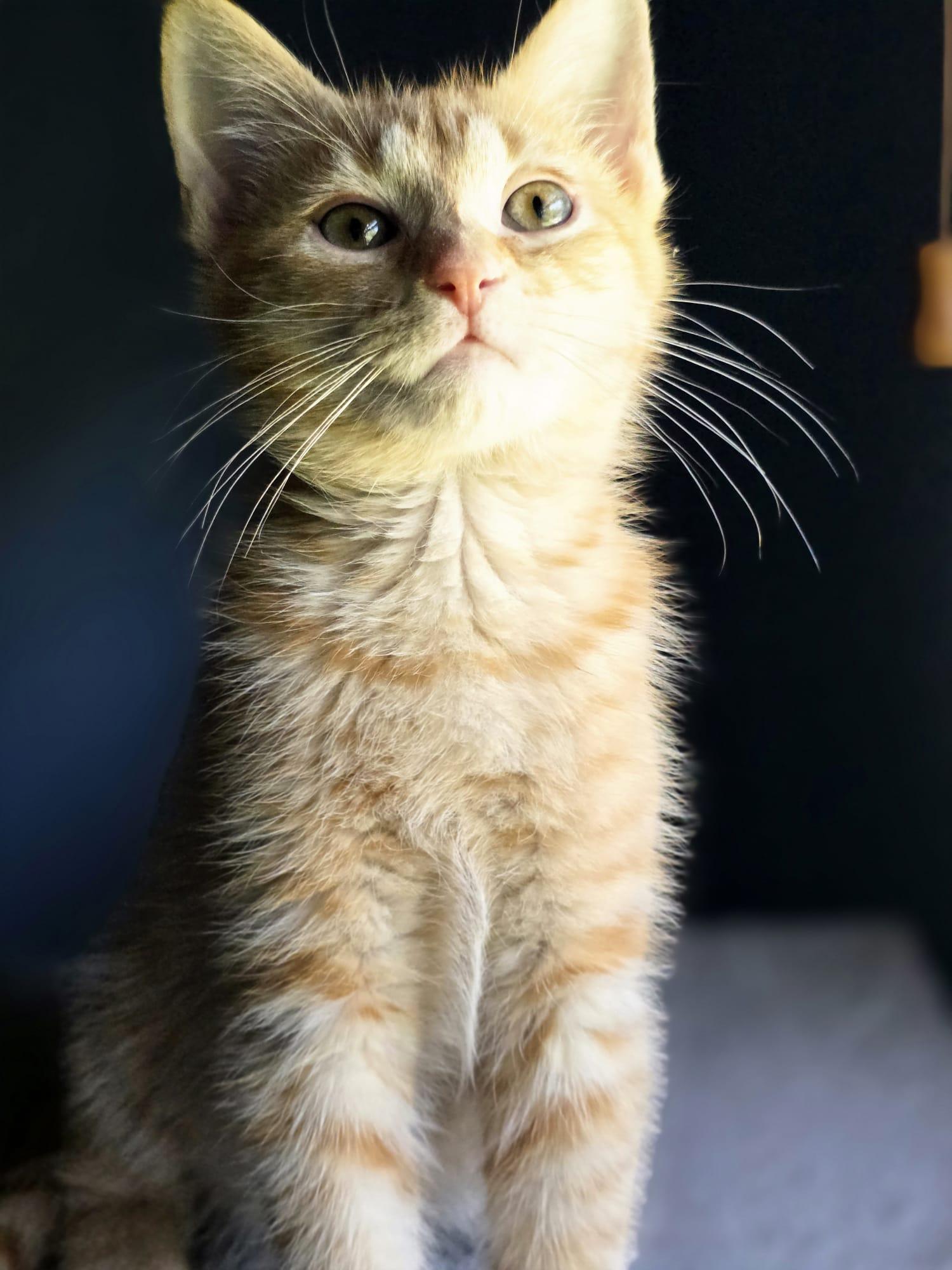 Kyo, adopted, Kitten Male American Shorthair.