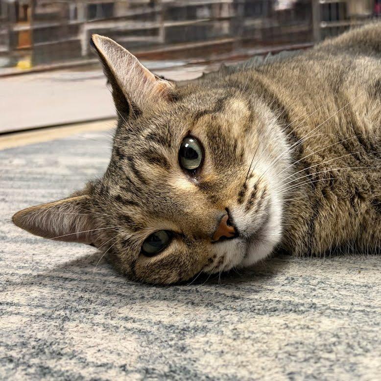 Meowser, a Adoptable Domestic Short Hair in Downers Grove, IL image 1/6