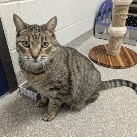 Meowser, a Adoptable Domestic Short Hair in Downers Grove, IL image 2/6