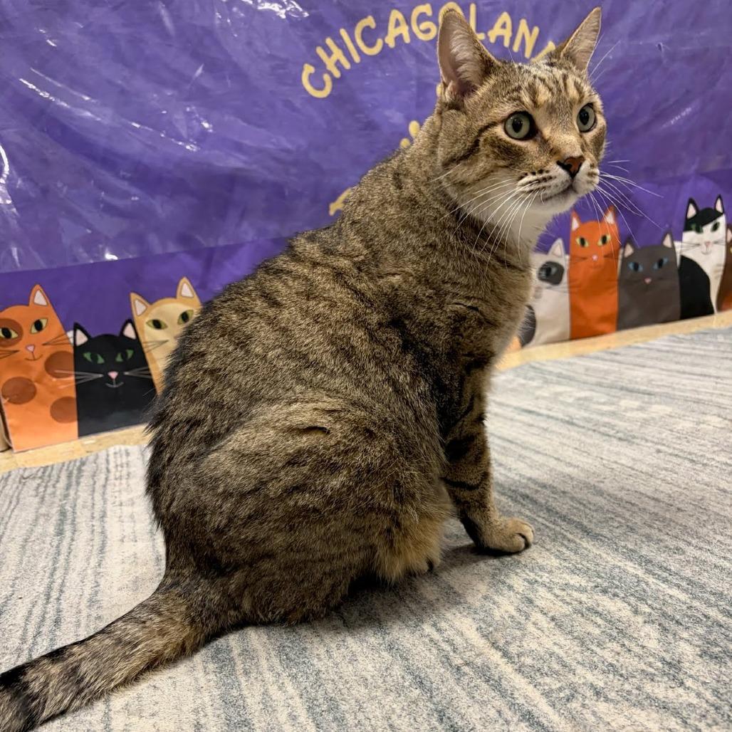 Meowser, a Adoptable Domestic Short Hair in Downers Grove, IL image 3/6