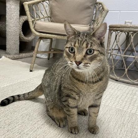 Meowser, a Adoptable Domestic Short Hair in Downers Grove, IL image 4/6