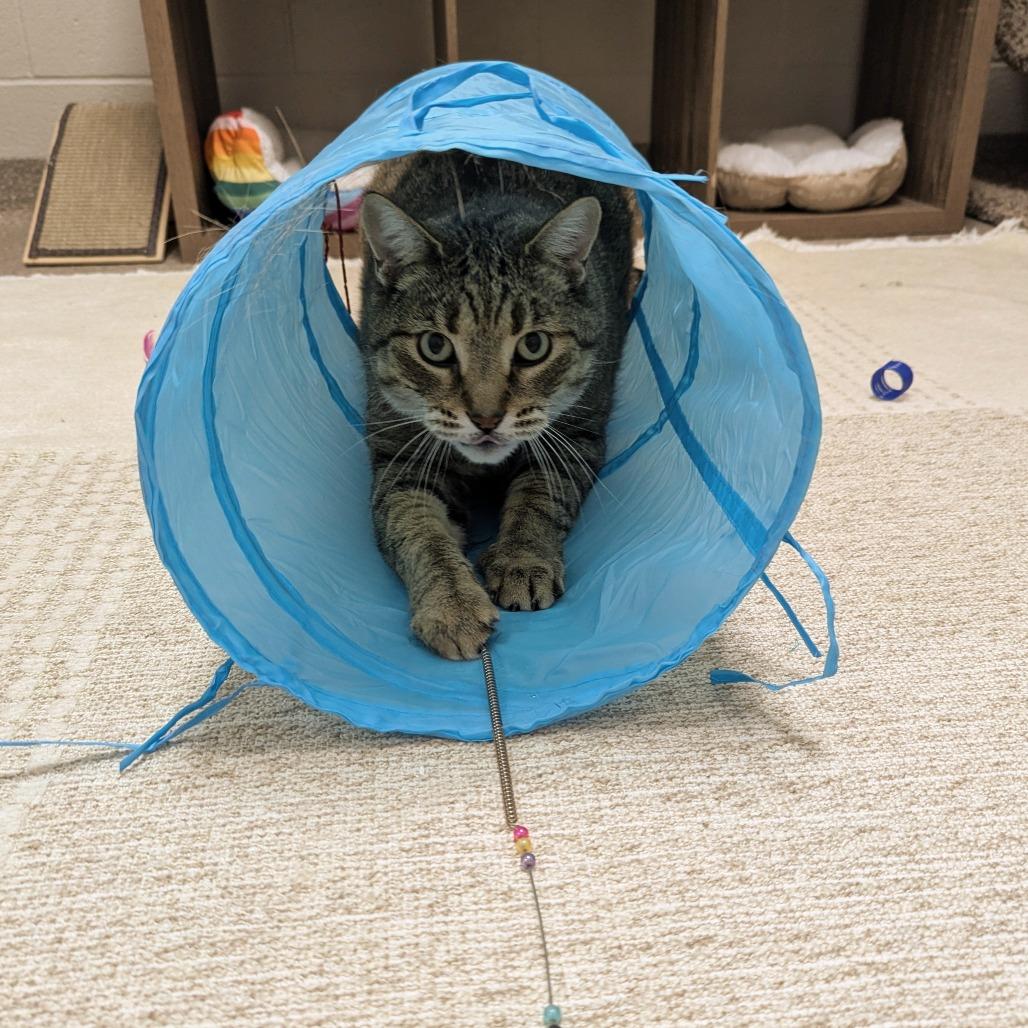 Meowser, a Adoptable Domestic Short Hair in Downers Grove, IL image 5/6