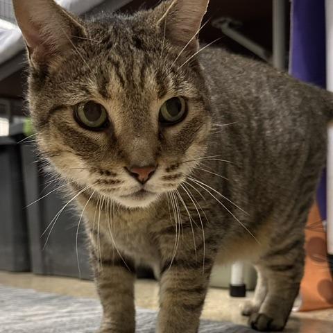 Enlarge Meowser, a Adoptable Domestic Short Hair in Downers Grove, IL image 1/1