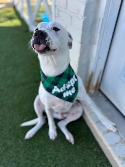 Cassian, a Adoptable mixed breed in Fort Worth, TX image 1/3