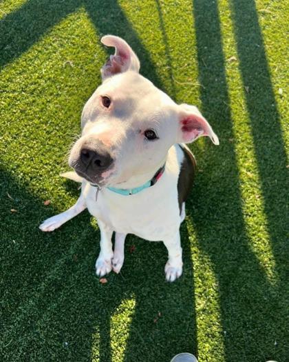 Cassian, a Adoptable mixed breed in Fort Worth, TX image 2/3