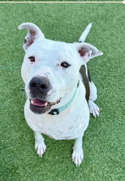 Cassian, a Adoptable mixed breed in Fort Worth, TX image 3/3