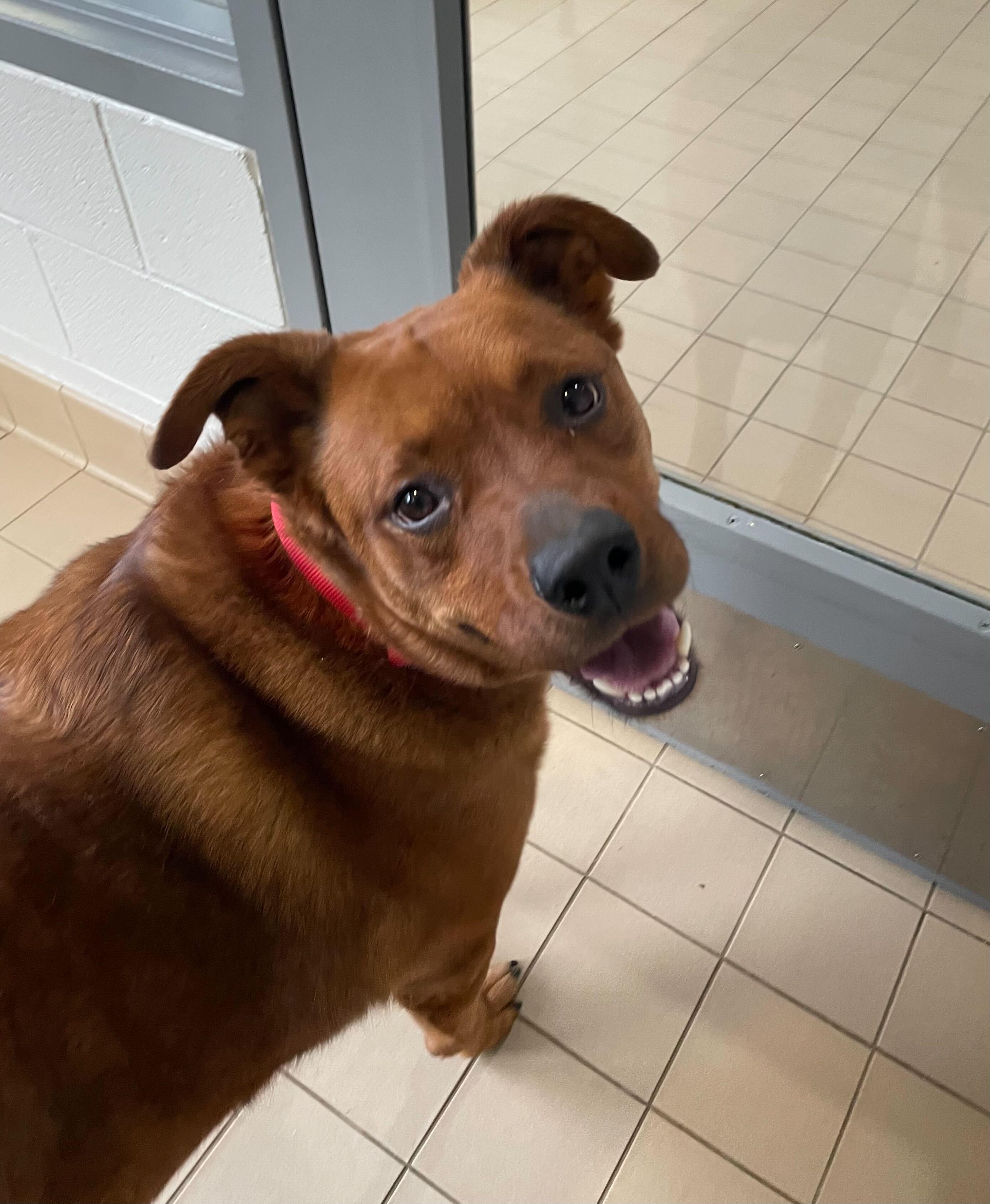 Enlarge Bentley, an adoptable mixed breed in Jackson, MI image 6/6