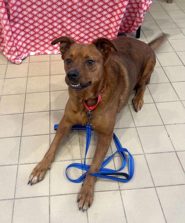 Bentley, an adoptable mixed breed in Jackson, MI image 4/6