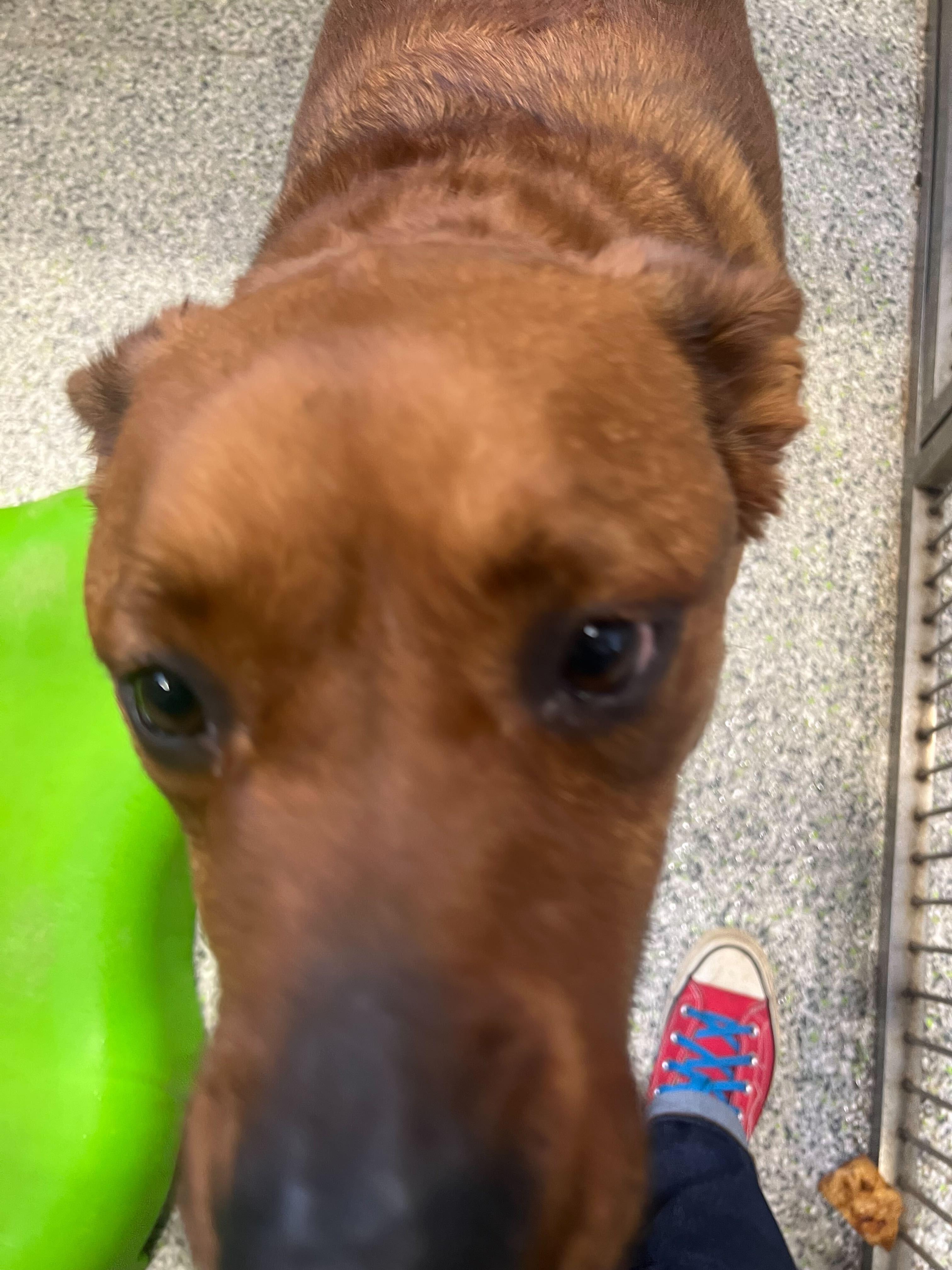 Enlarge Bentley, a ADOPTABLE mixed breed in Jackson, MI image 2/4