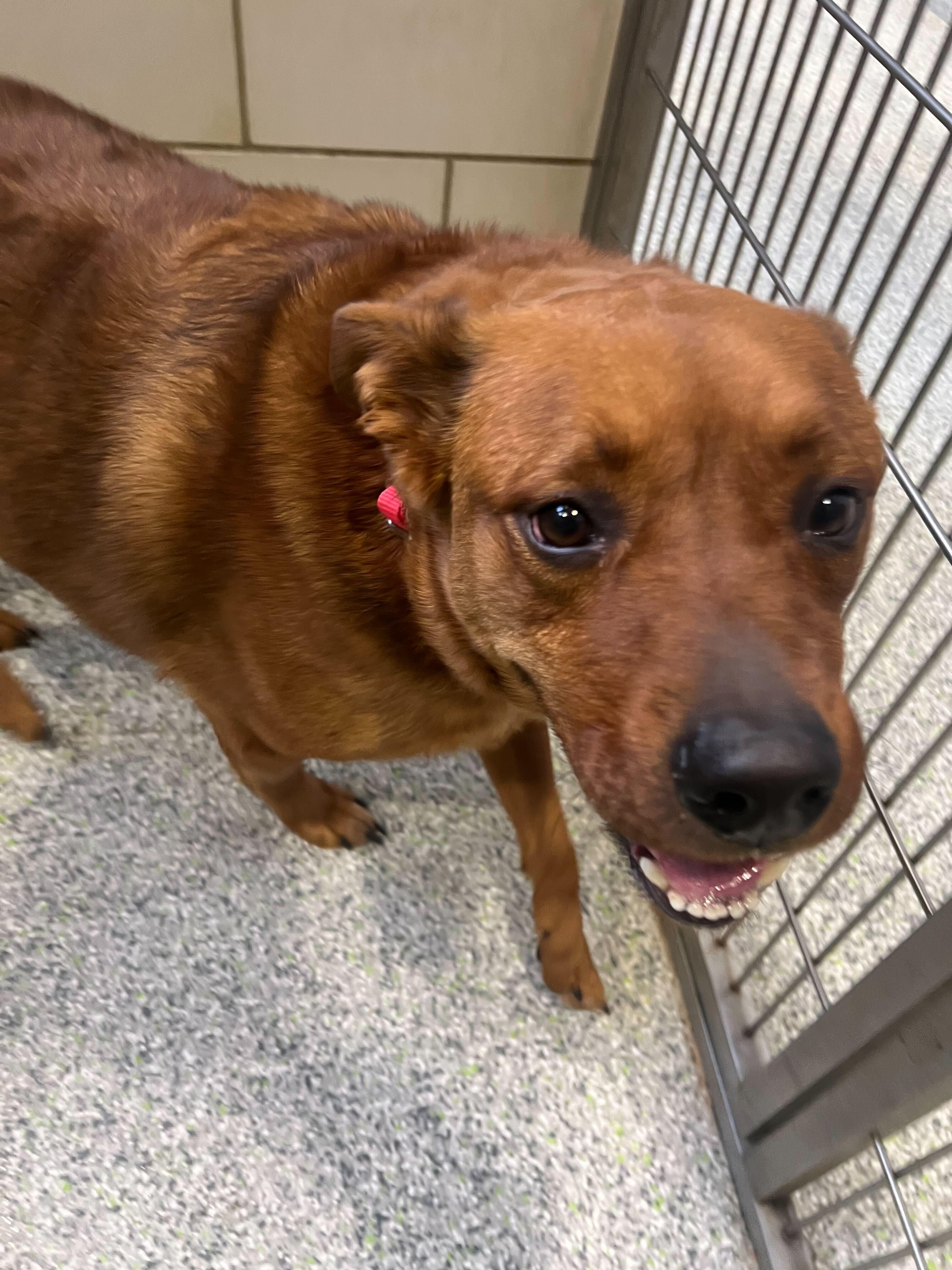 Enlarge Bentley, a ADOPTABLE mixed breed in Jackson, MI image 3/4