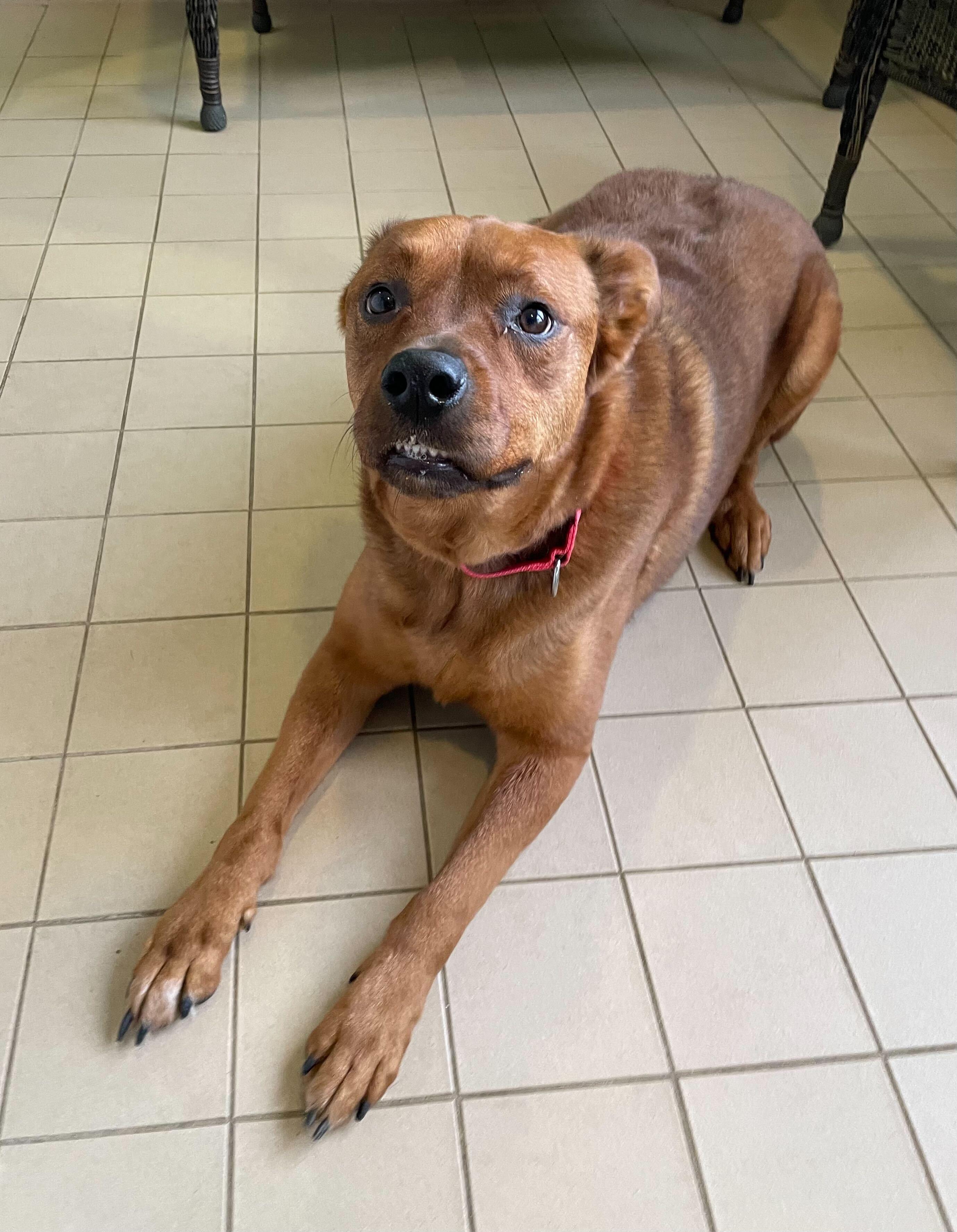 Enlarge Bentley, an adoptable mixed breed in Jackson, MI image 4/6