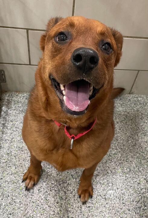 Bentley, an adoptable mixed breed in Jackson, MI image 2/6