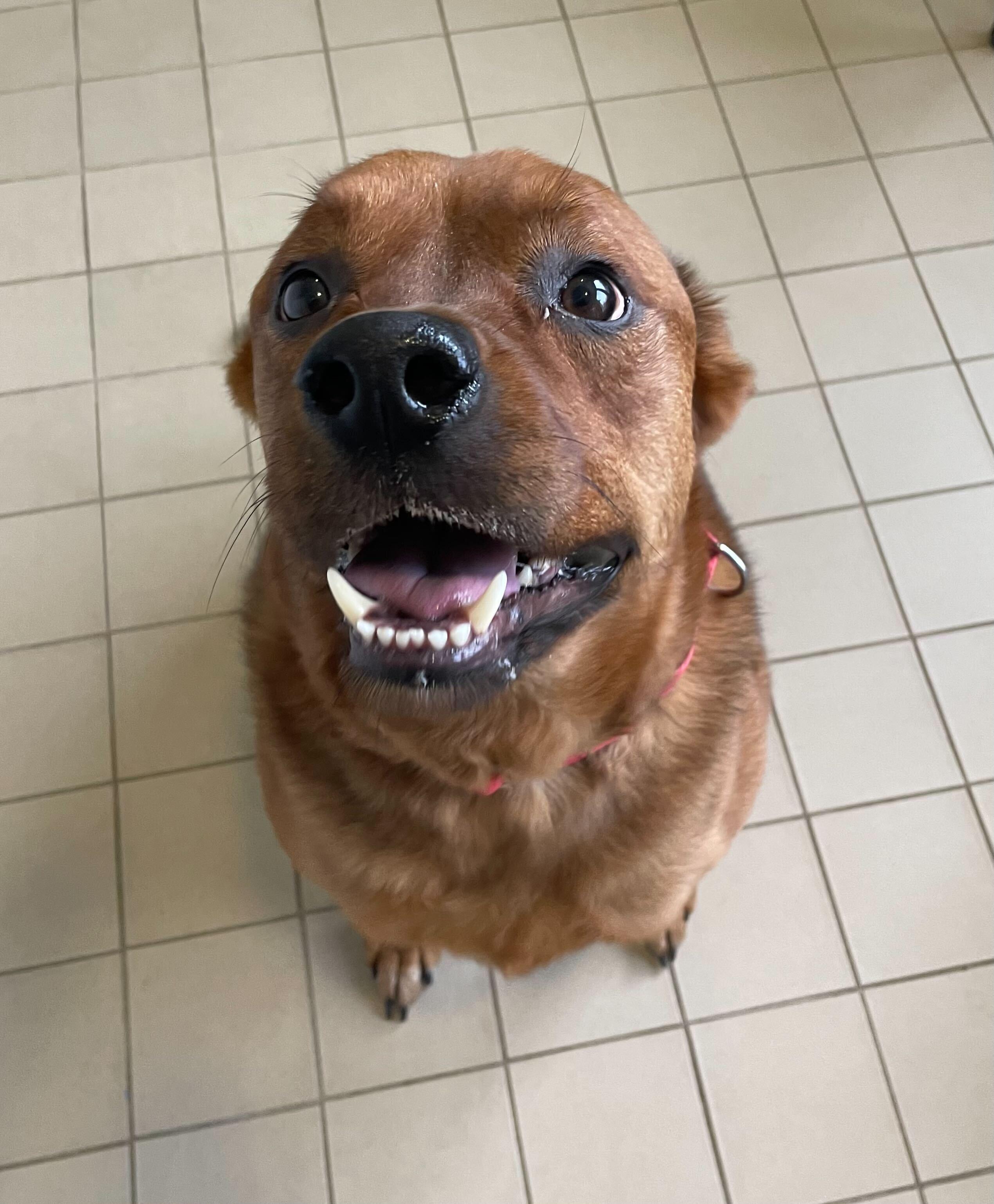 Bentley, adoptable, Adult Male Labrador Retriever.