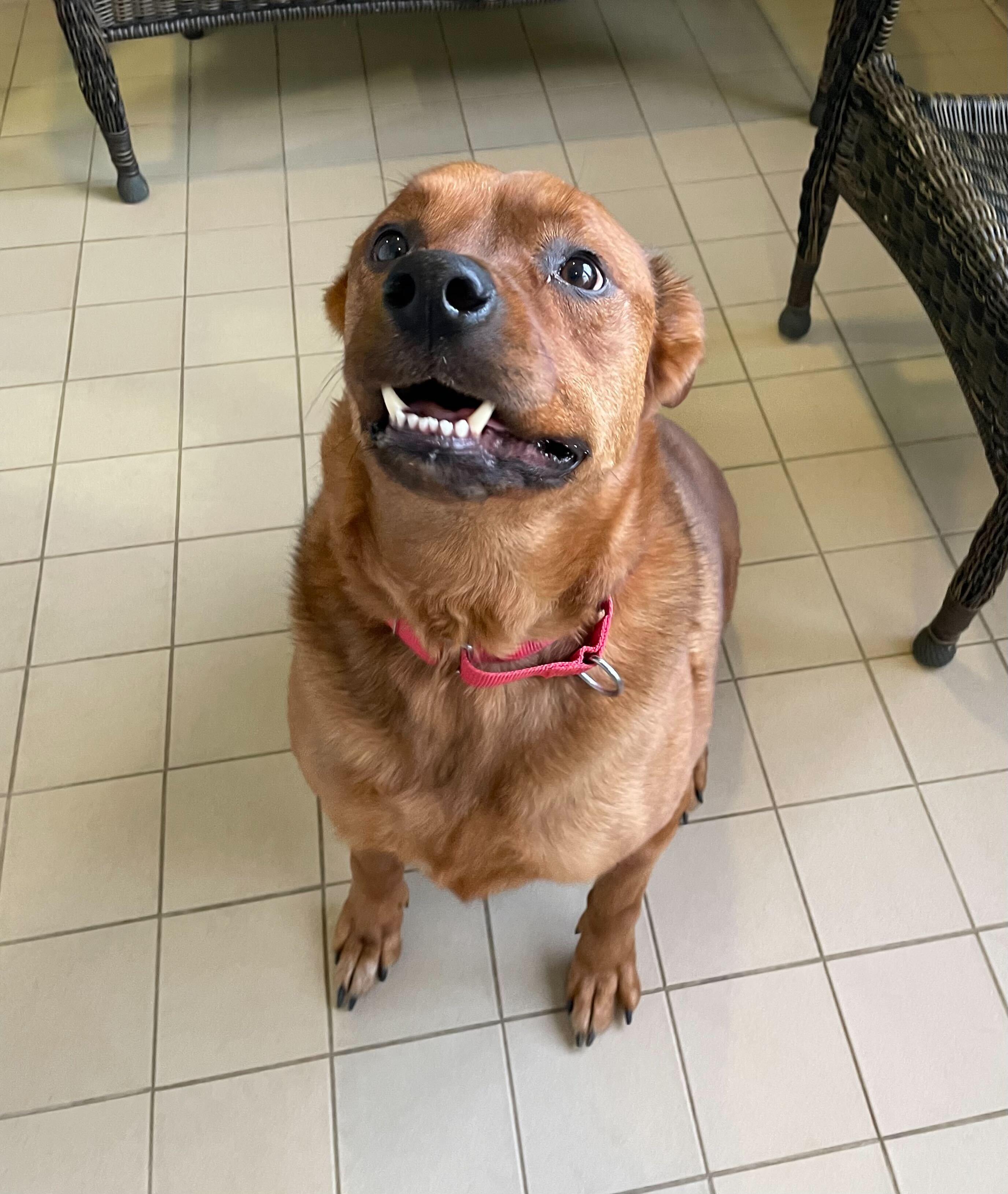 Enlarge Bentley, an adoptable mixed breed in Jackson, MI image 2/6