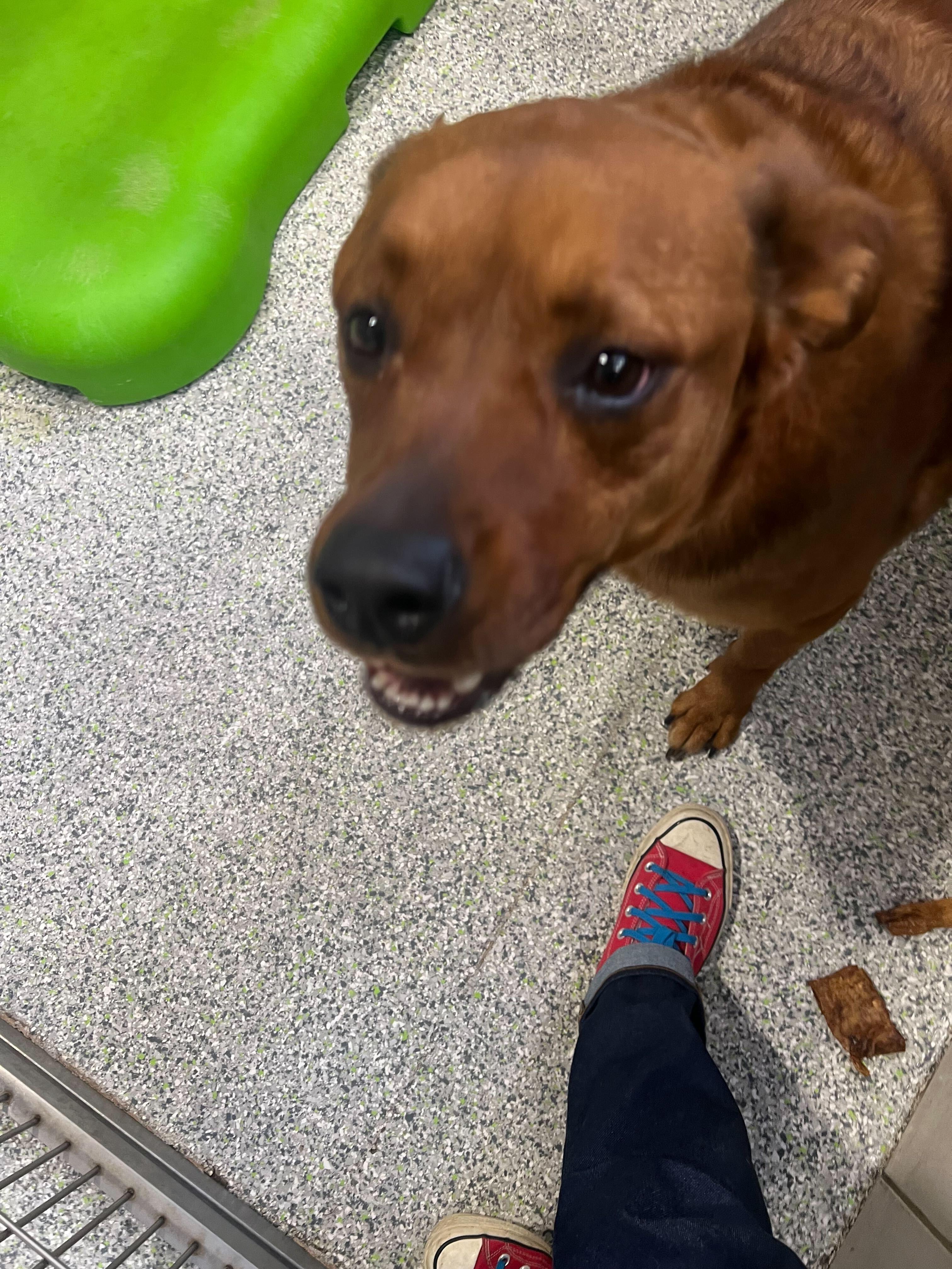 Enlarge Bentley, a ADOPTABLE mixed breed in Jackson, MI image 4/4