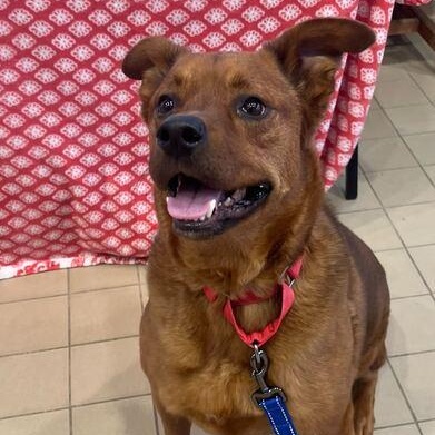 Bentley, an adoptable mixed breed in Jackson, MI image 5/6