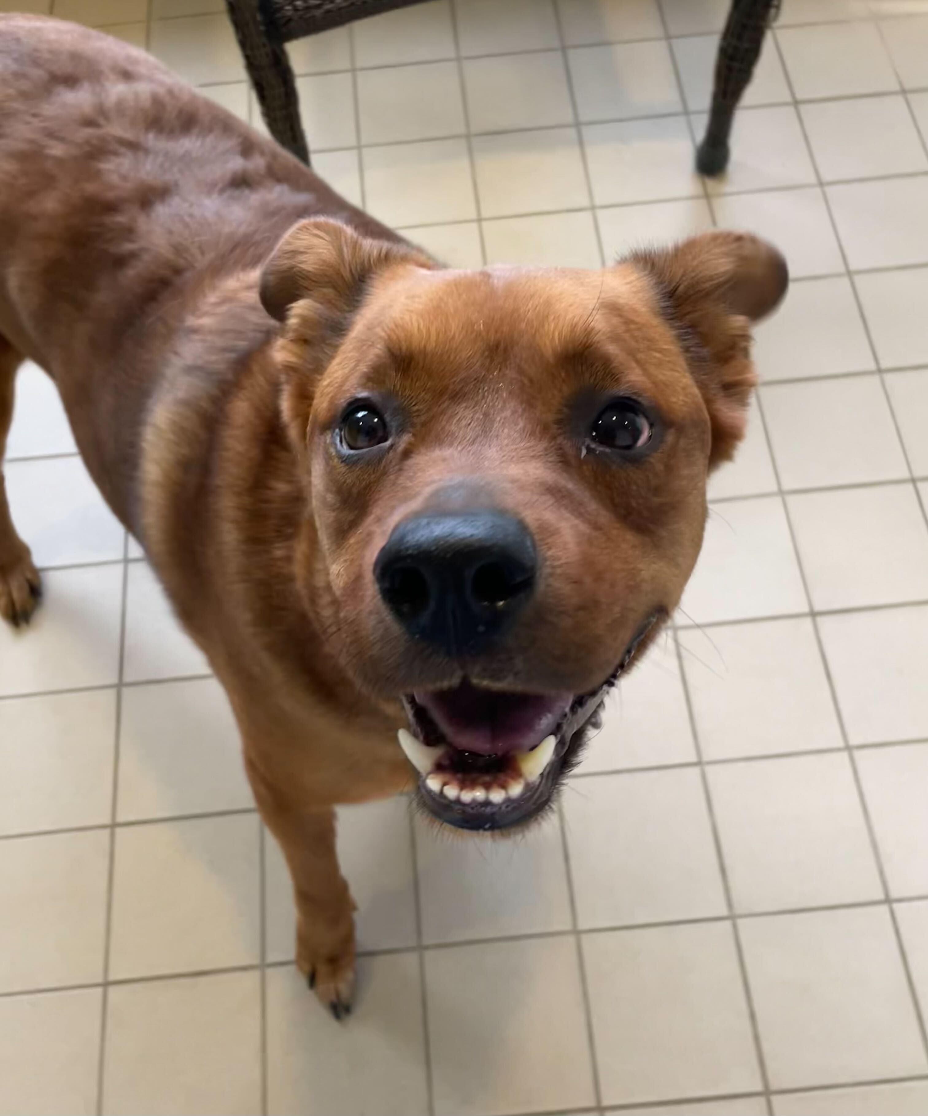 Enlarge Bentley, an adoptable mixed breed in Jackson, MI image 3/6