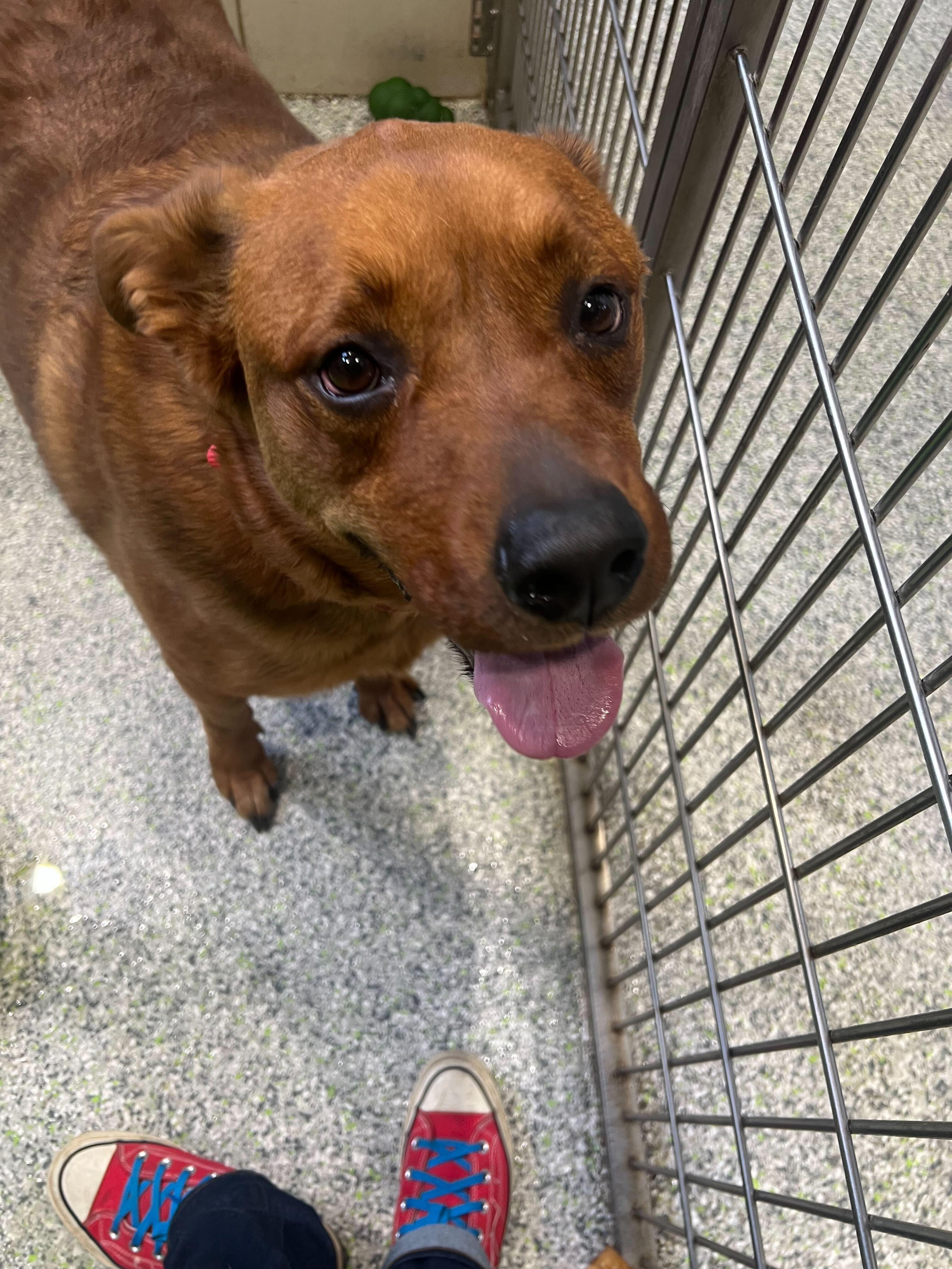 Enlarge Bentley, a ADOPTABLE mixed breed in Jackson, MI image 1/4