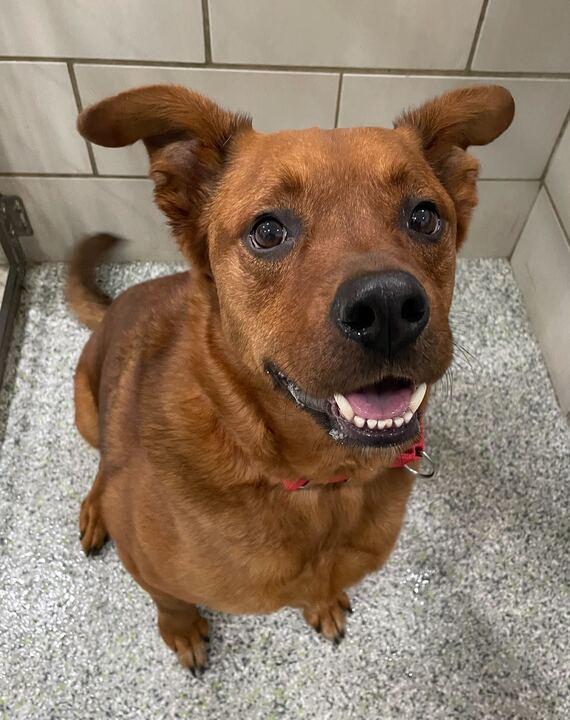 Bentley, an adoptable mixed breed in Jackson, MI image 1/6