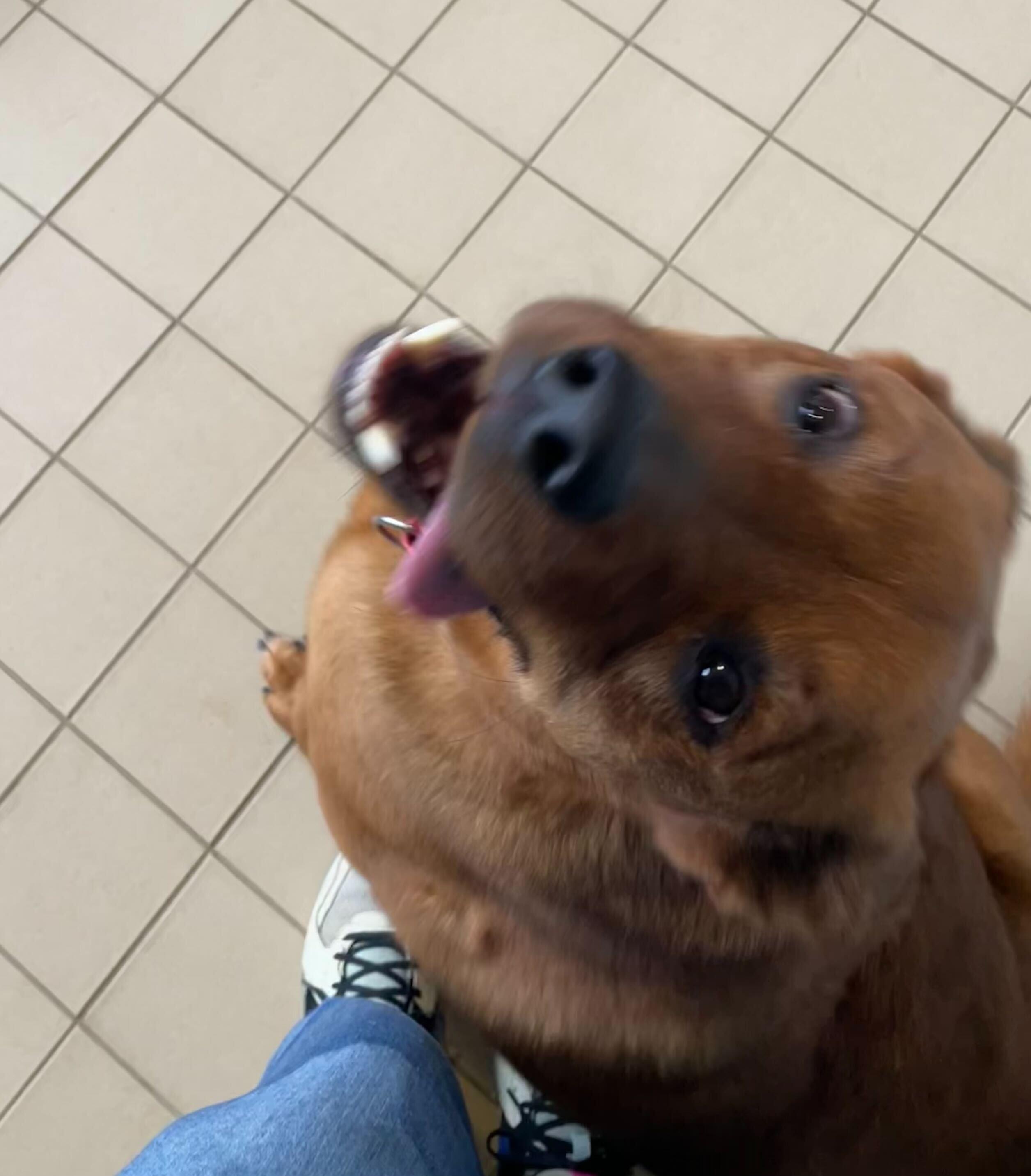 Enlarge Bentley, an adoptable mixed breed in Jackson, MI image 5/6