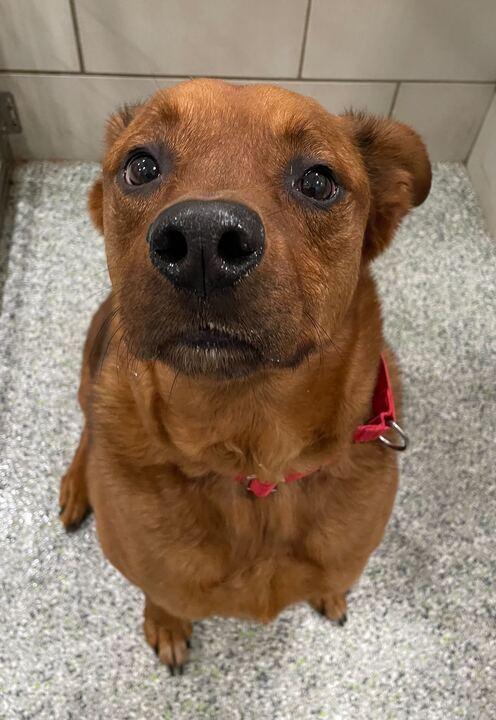 Bentley, an adoptable mixed breed in Jackson, MI image 3/6