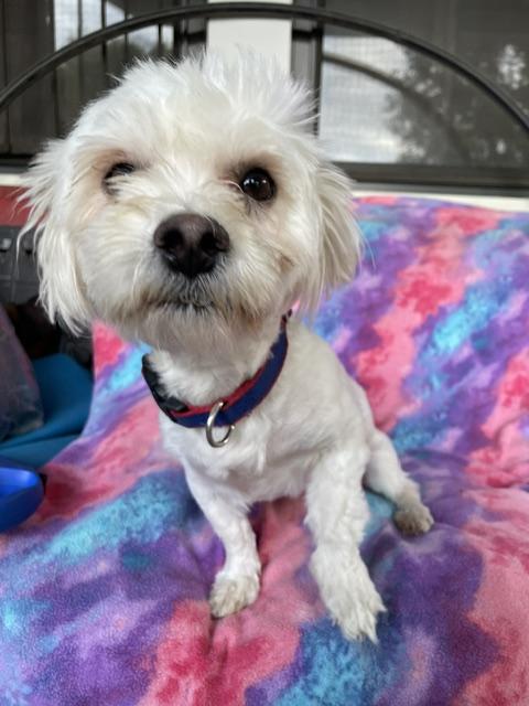 Enlarge Everett, a Adoptable Maltese in Memphis, TN image 3/4