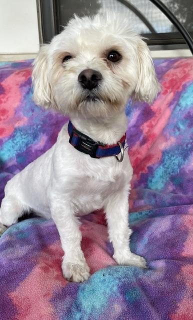Enlarge Everett, a Adoptable Maltese in Memphis, TN image 2/4