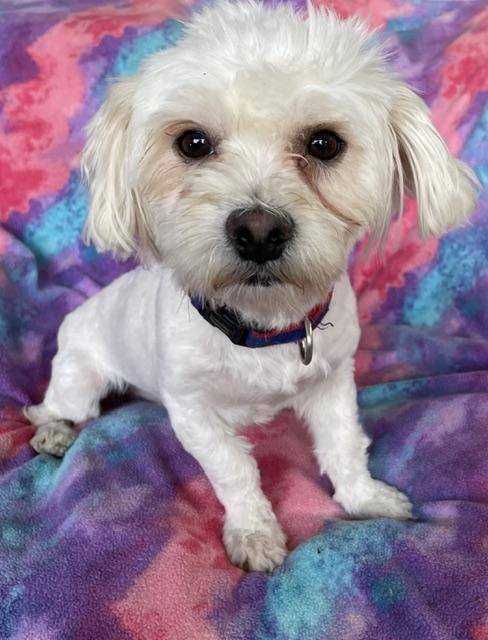 Everett, Adoptable, Adult Male Maltese.