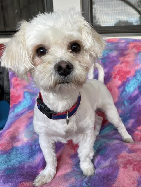 Enlarge Everett, a Adoptable Maltese in Memphis, TN image 4/4