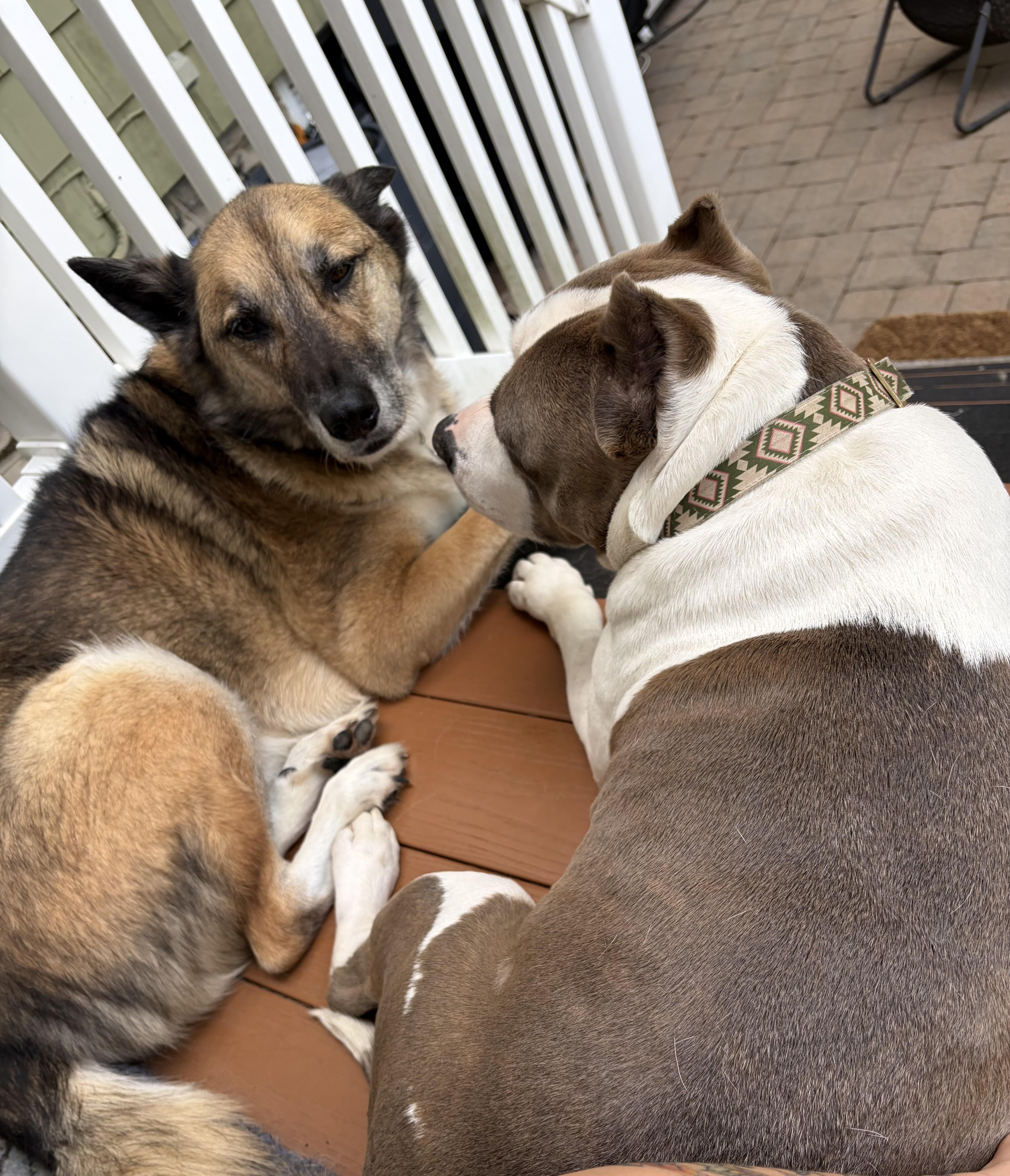Enlarge Halo, a Adoptable American Bully in Birmingham , MI image 3/6