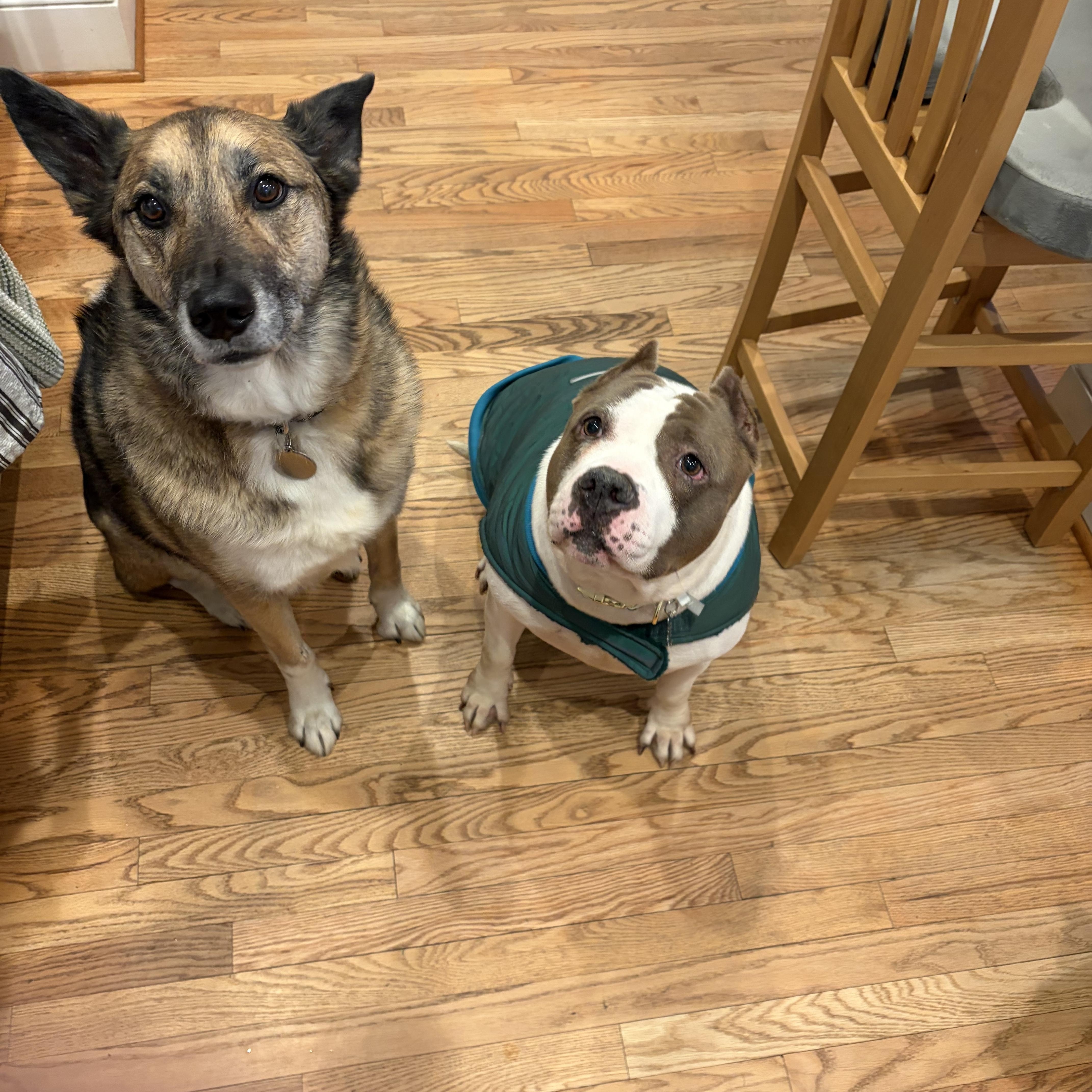 Enlarge Halo, a Adoptable American Bully in Birmingham , MI image 2/6
