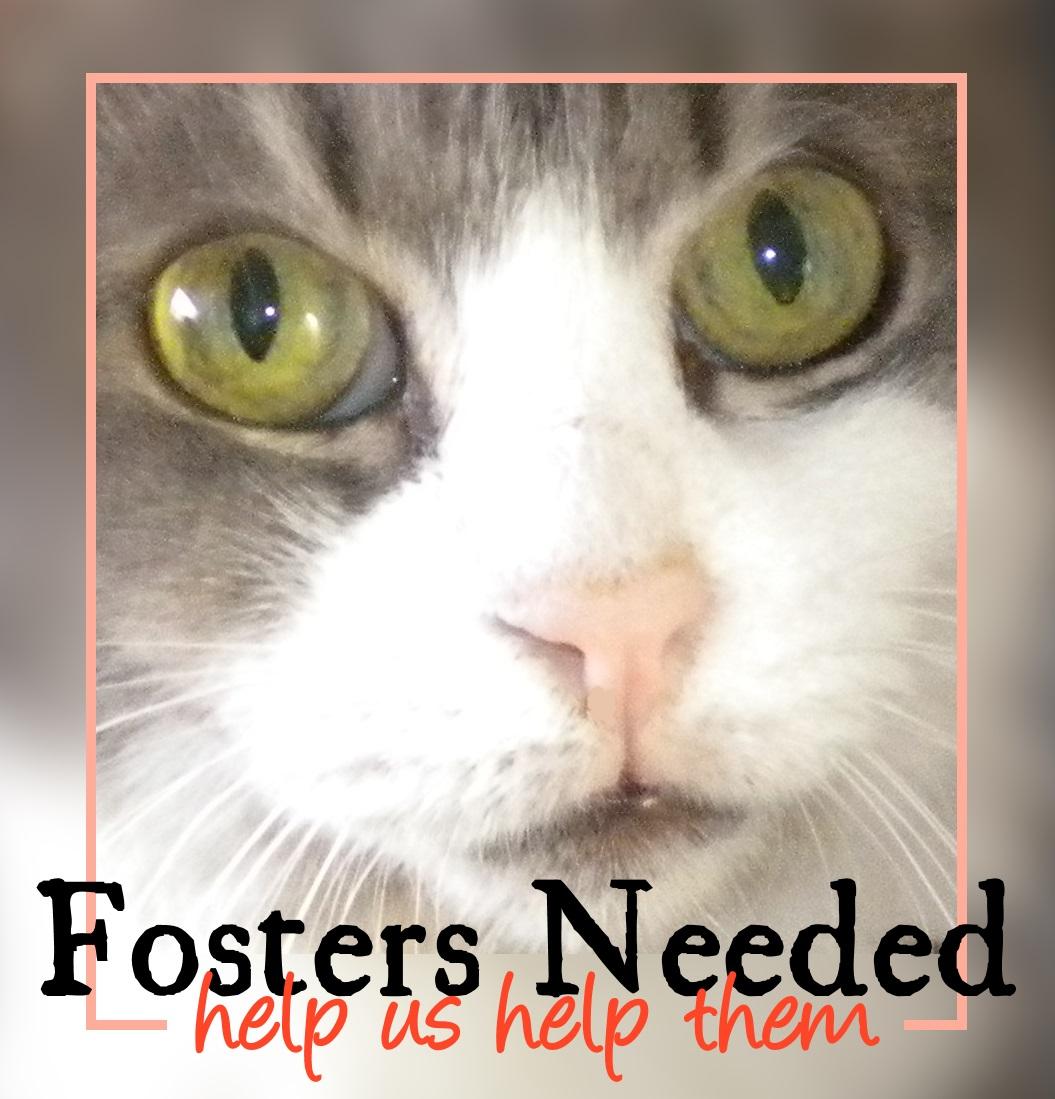 Enlarge Fosters Needed, a Adoptable mixed breed in Brooklyn, NY image 1/1