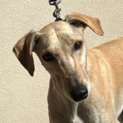 Mansfield, a Adoptable mixed breed in Dallas, TX image 2/2