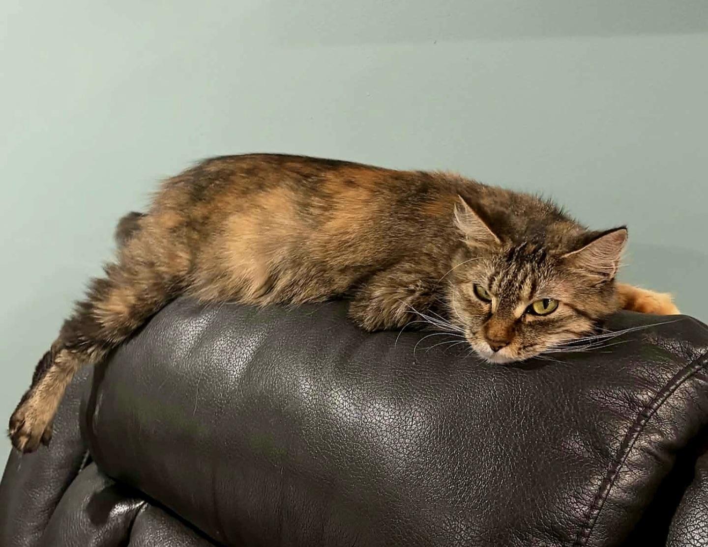 Jayden Gorgeous Torbie, an adopted Domestic Long Hair in Hales Corners, WI image 2/6