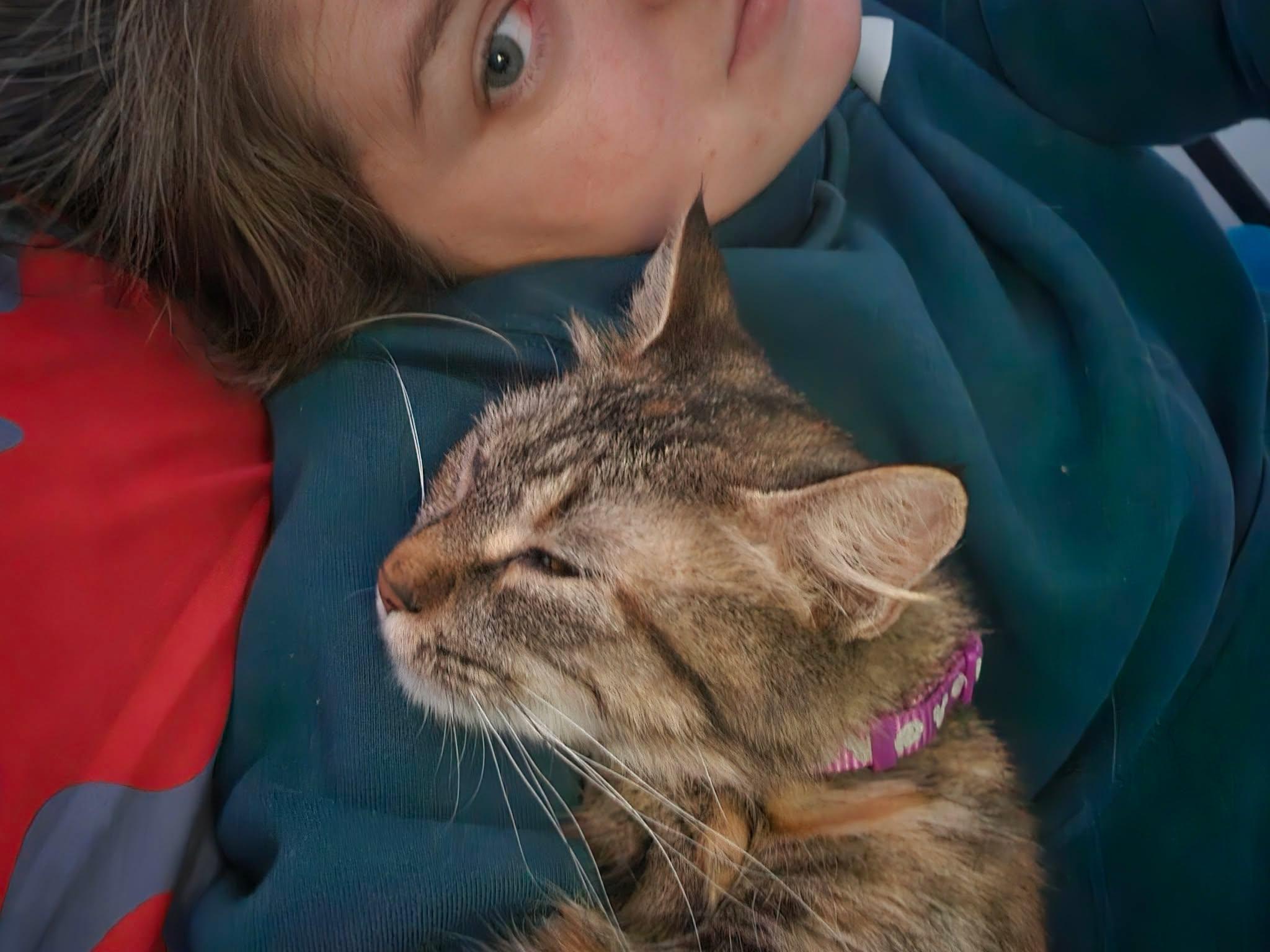 Jayden Gorgeous Torbie, an adopted Domestic Long Hair in Hales Corners, WI image 3/6