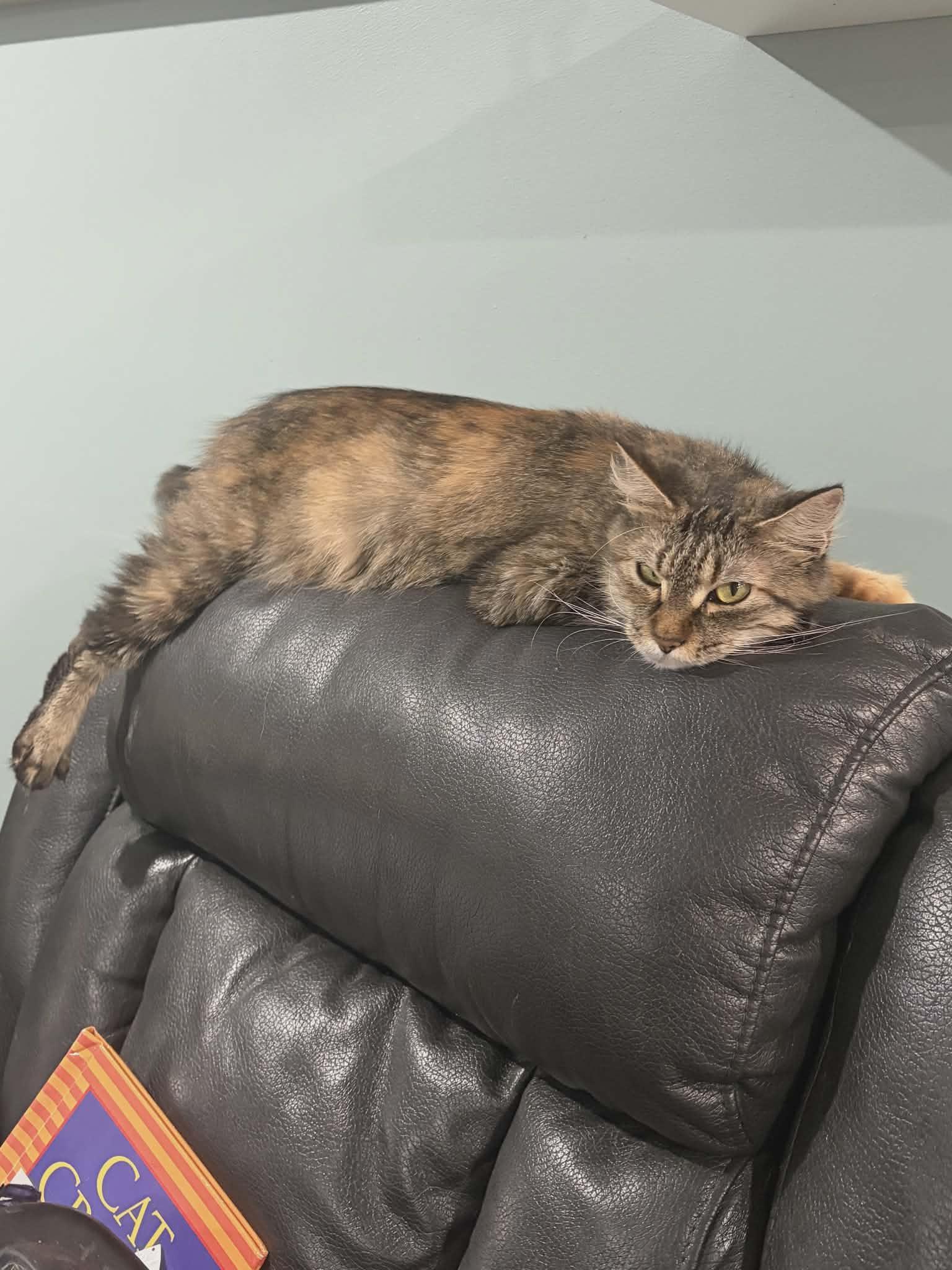 Jayden Gorgeous Torbie, an adopted Domestic Long Hair in Hales Corners, WI image 4/6