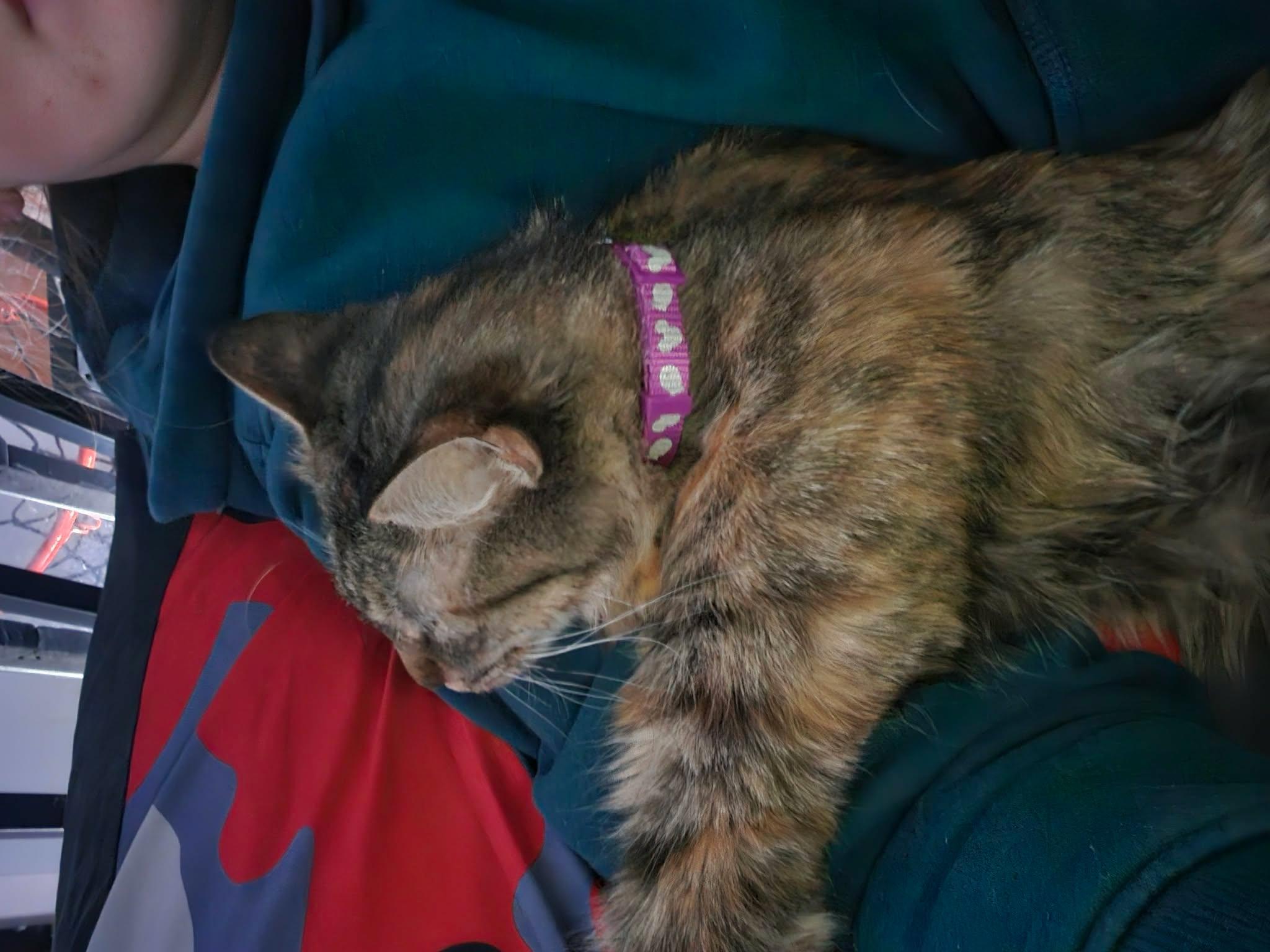 Jayden Gorgeous Torbie, an adopted Domestic Long Hair in Hales Corners, WI image 6/6