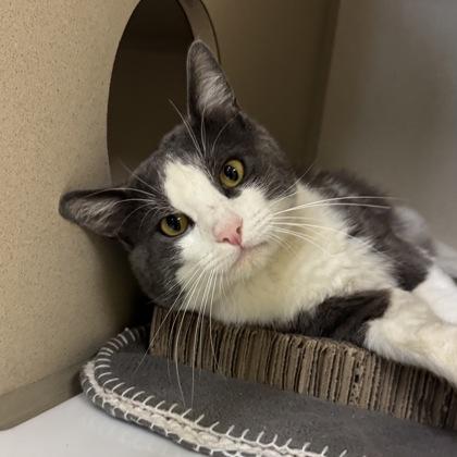 Squalo, a ADOPTABLE mixed breed in Sacramento, CA image 2/4