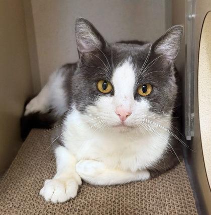 Squalo, ADOPTABLE, Adult Male Domestic Short Hair.