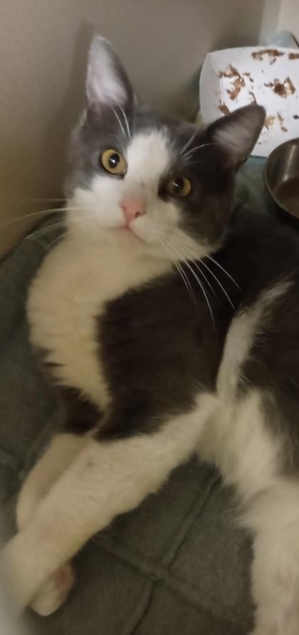 Squalo, a ADOPTABLE mixed breed in Sacramento, CA image 4/4