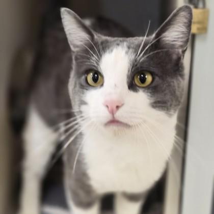 Squalo, a ADOPTABLE mixed breed in Sacramento, CA image 3/4