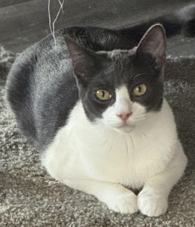 Stormy, a Adopted Domestic Short Hair in Seal Beach, CA image 1/3