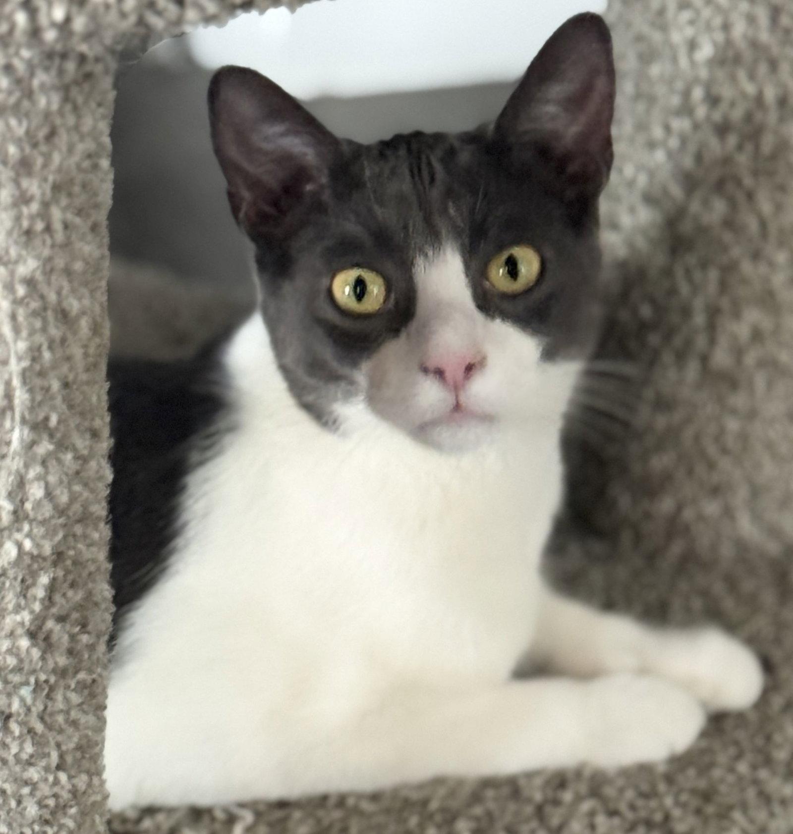 Stormy, a Adopted Domestic Short Hair in Seal Beach, CA image 2/3