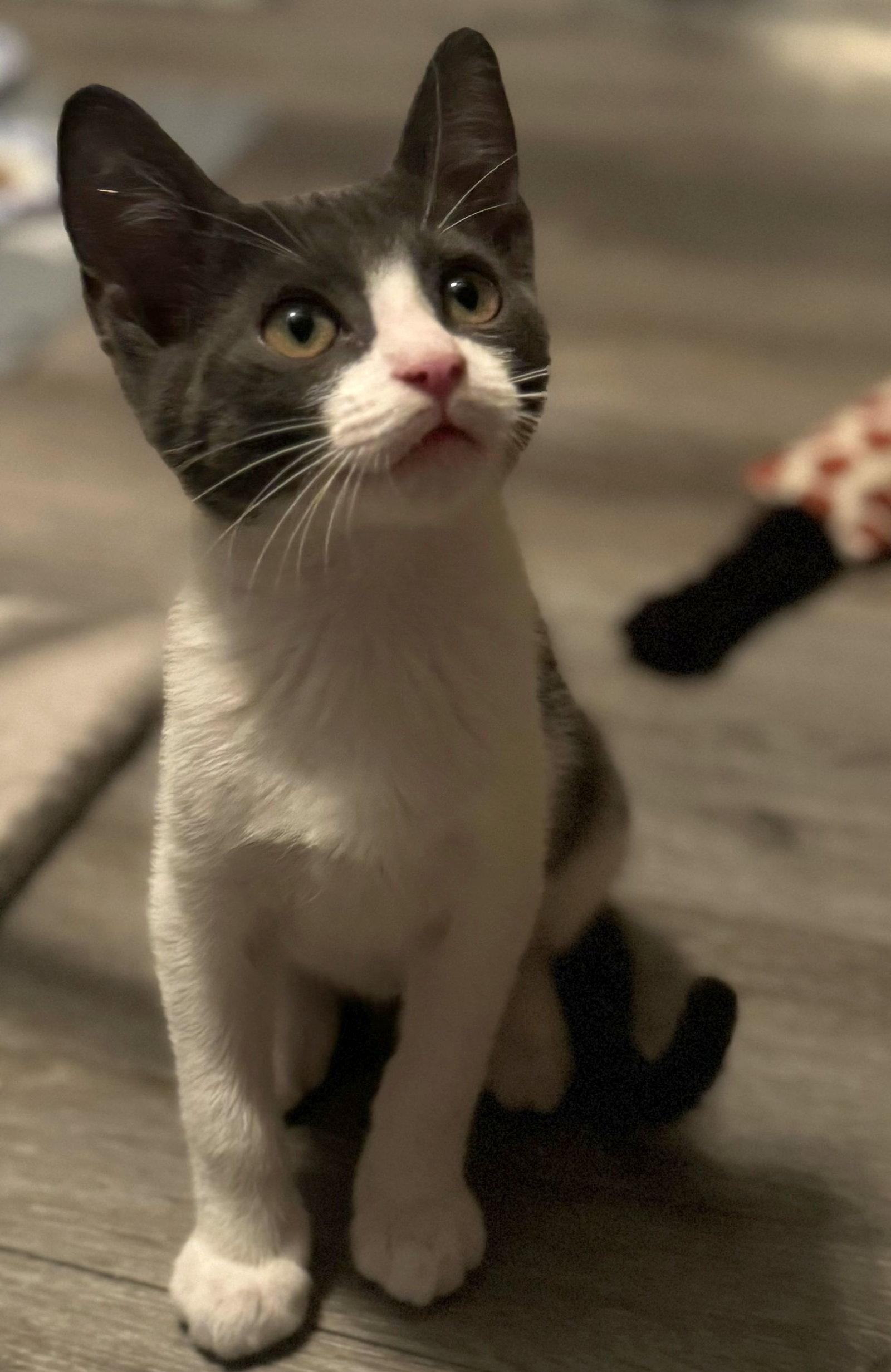 Stormy, Adopted, Adult Male Domestic Short Hair.