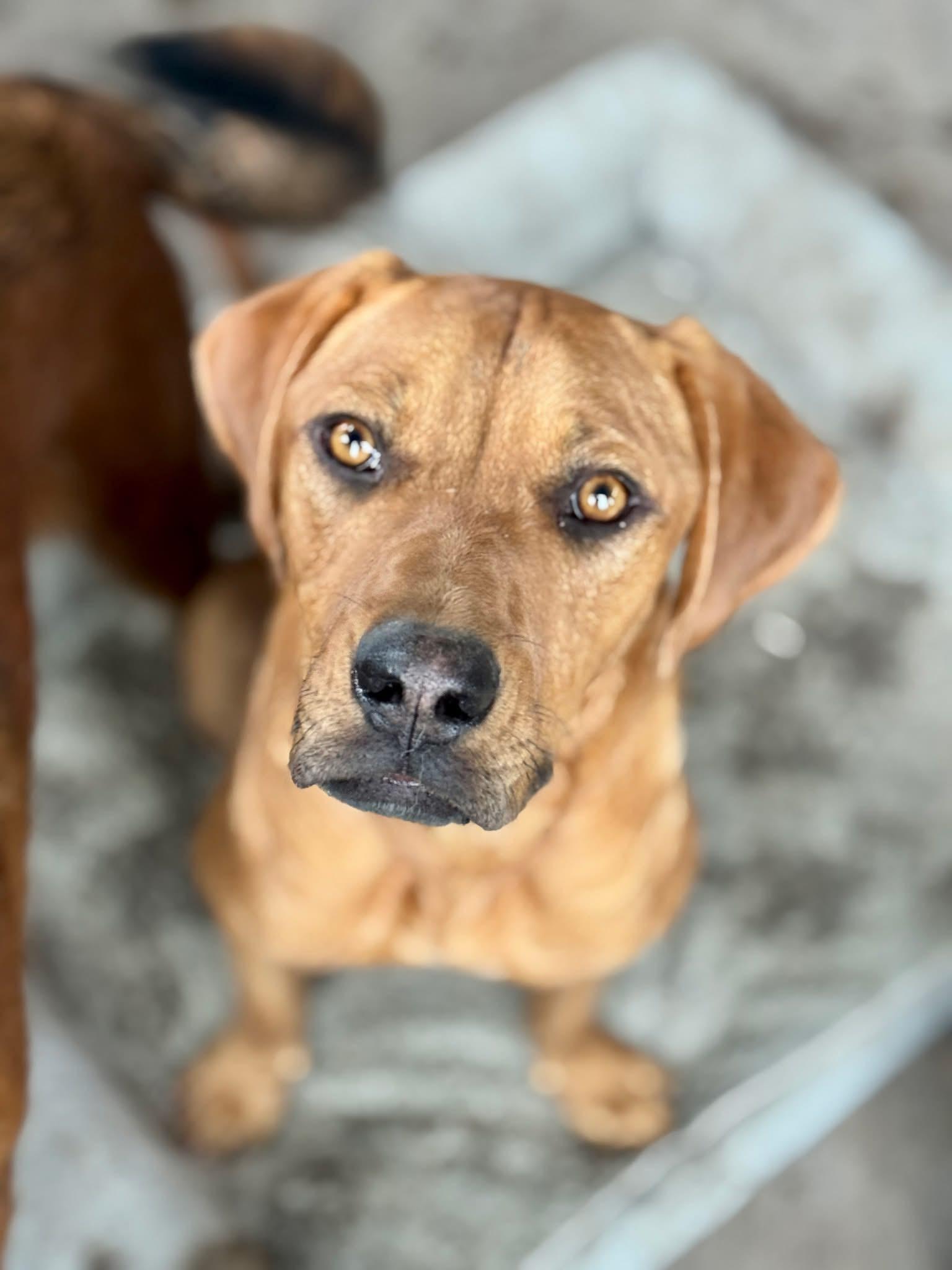 Burke, an adoptable Mixed Breed in Wilsall, MT, 59086 | Photo Image 1