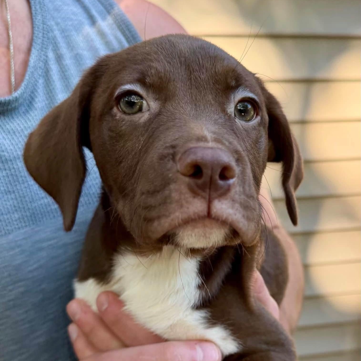 Enlarge Cappuccino, a Adoptable Mixed Breed in Yaphank, NY image 5/6